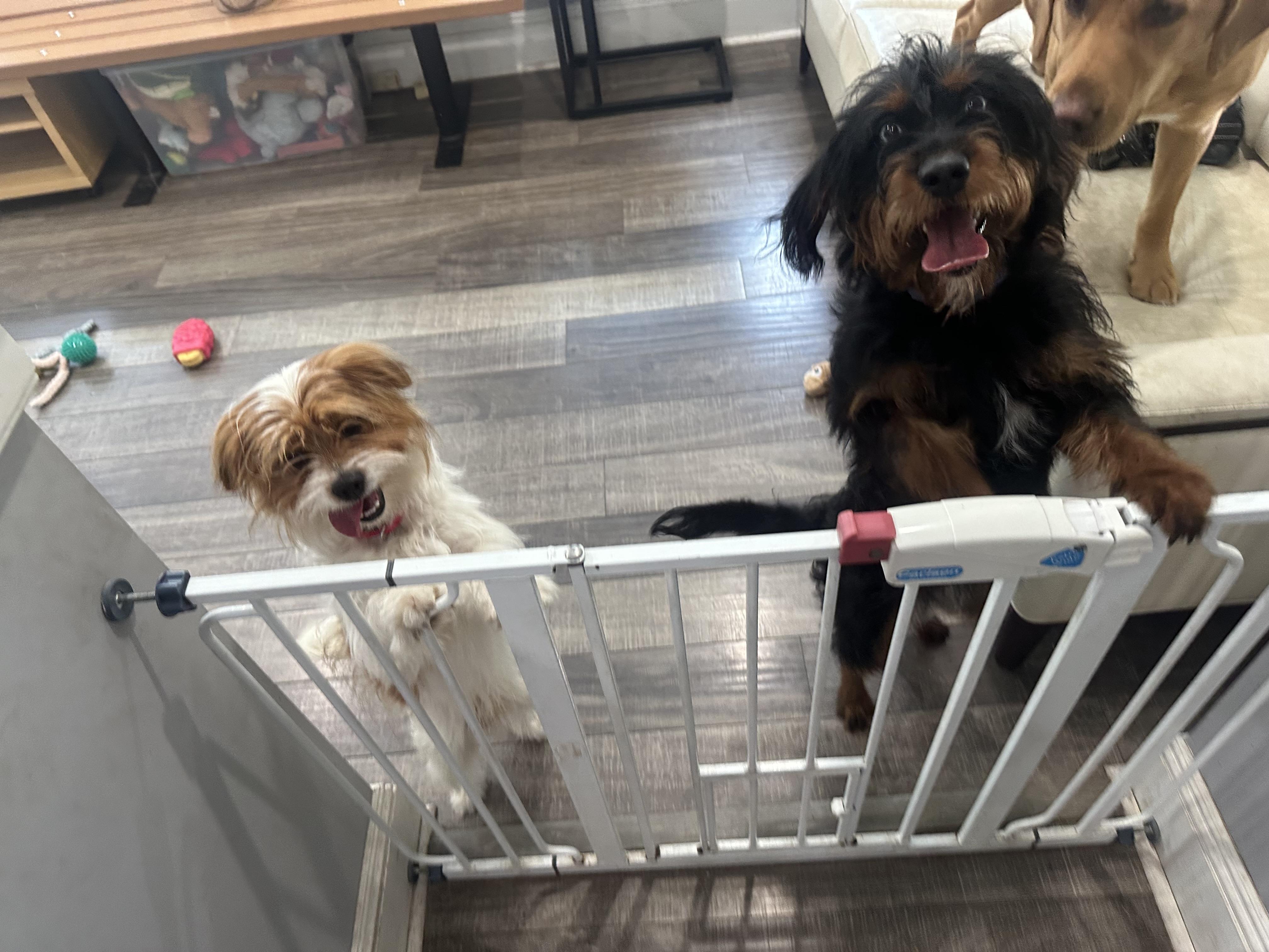 Bridges, an adoptable Aussiedoodle in Warwick, NY, 10990 | Photo Image 6