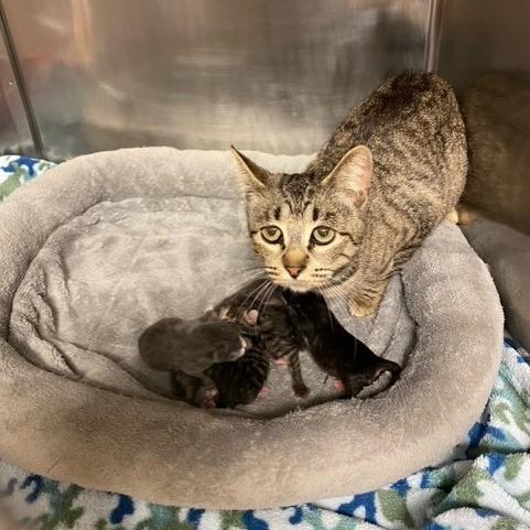 Noodle, Adoptable, Adult Female Domestic Short Hair.