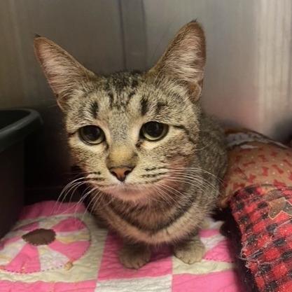 Enlarge Noodle, a Adoptable Domestic Short Hair in Chehalis, WA image 2/2