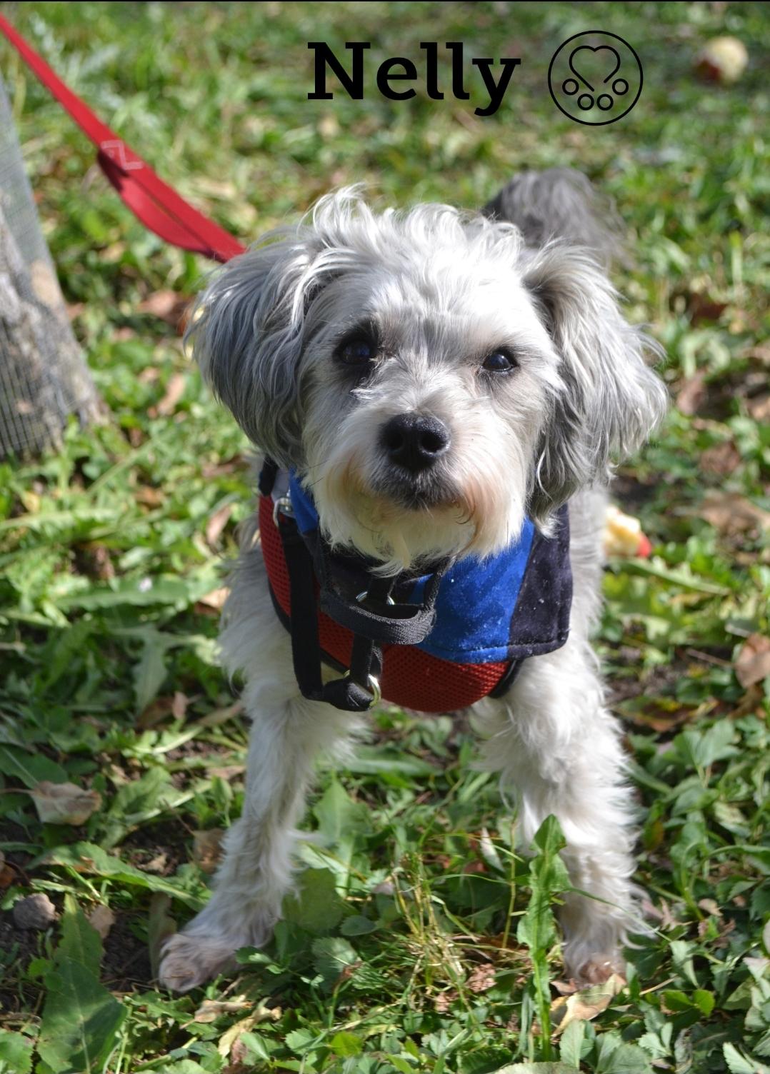 Nelly, Adoptable, Senior Female Miniature Schnauzer.