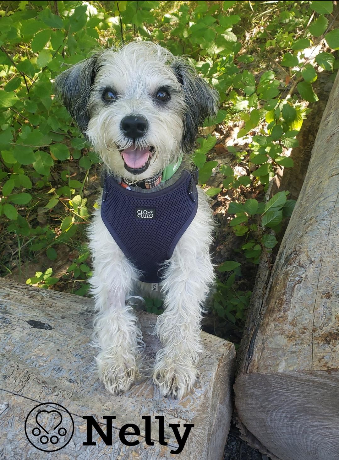 Enlarge Nelly, a Adoptable Miniature Schnauzer in Anjou, QC image 2/2