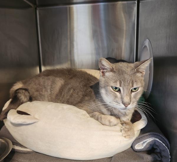 Oni, Adoptable, Adult Male Domestic Short Hair.