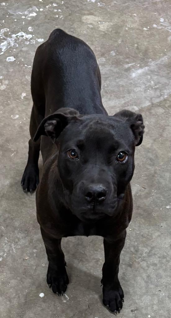 Sasha, a Adoptable Pit Bull Terrier in Swainsboro, GA image 1/2