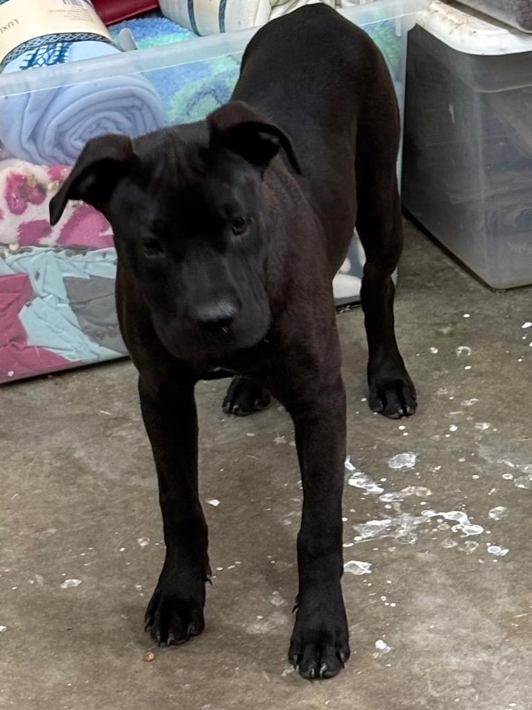 Sasha, a Adoptable Pit Bull Terrier in Swainsboro, GA image 2/2