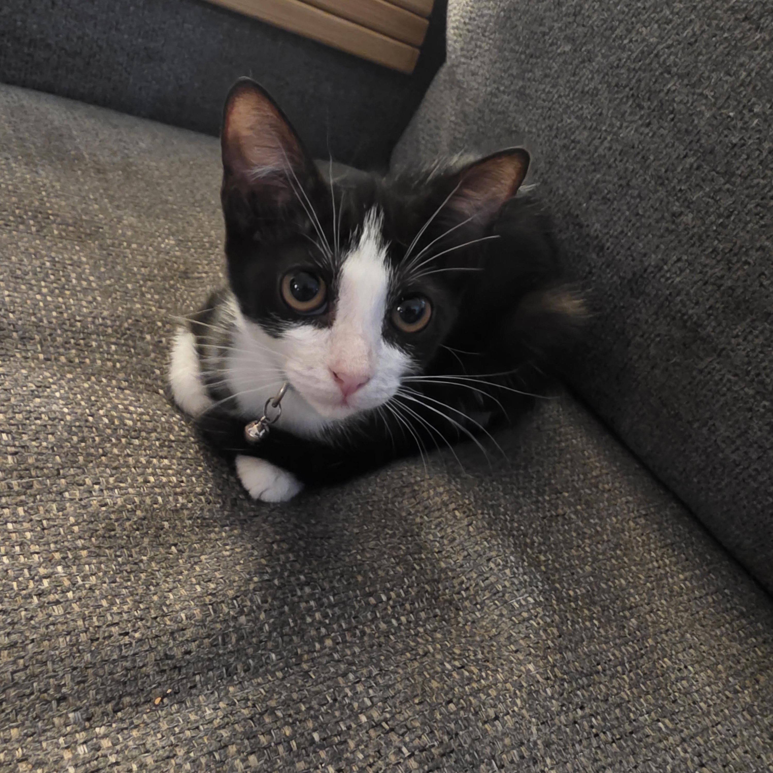 Rumi, adoptable, Kitten Female Tuxedo & American Shorthair.