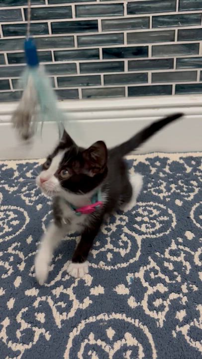 Enlarge Rumi, an adoptable mixed breed in Maitland, FL video 1/3