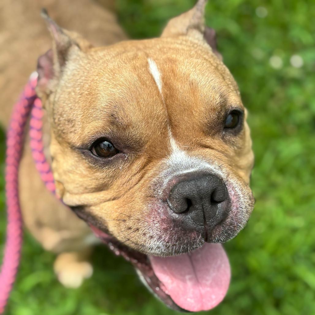 Vikki, Adoptable, Adult Female Mixed Breed.