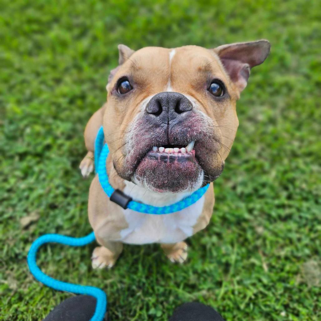 Vikki, a Adoptable Mixed Breed in Davenport, IA image 2/6