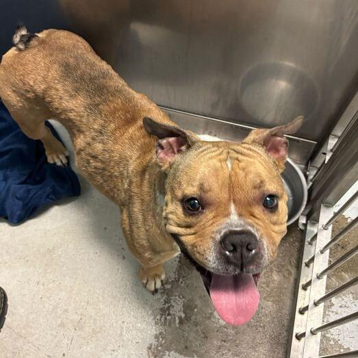 Vikki, a Adoptable Mixed Breed in Davenport, IA image 3/6