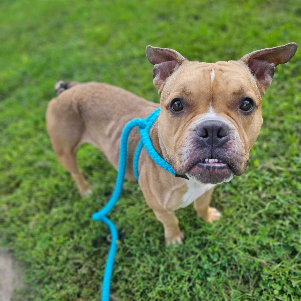 Vikki, a Adoptable Mixed Breed in Davenport, IA image 4/6