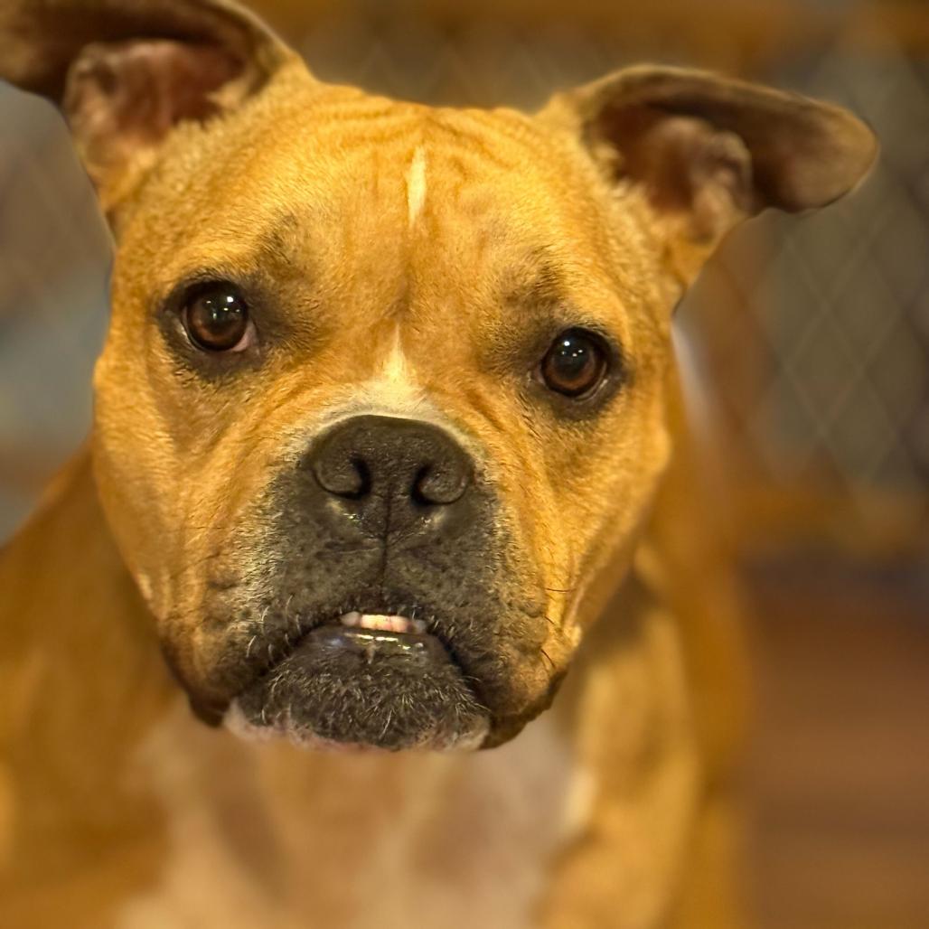 Vikki, a Adoptable Mixed Breed in Davenport, IA image 6/6