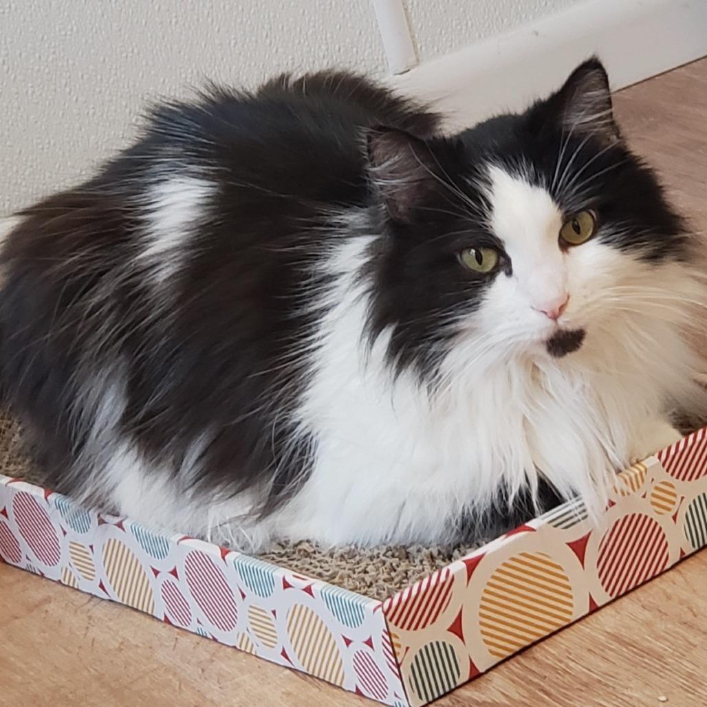 Enlarge Sylvester, a Adoptable Domestic Long Hair in Springfield, OR image 1/5