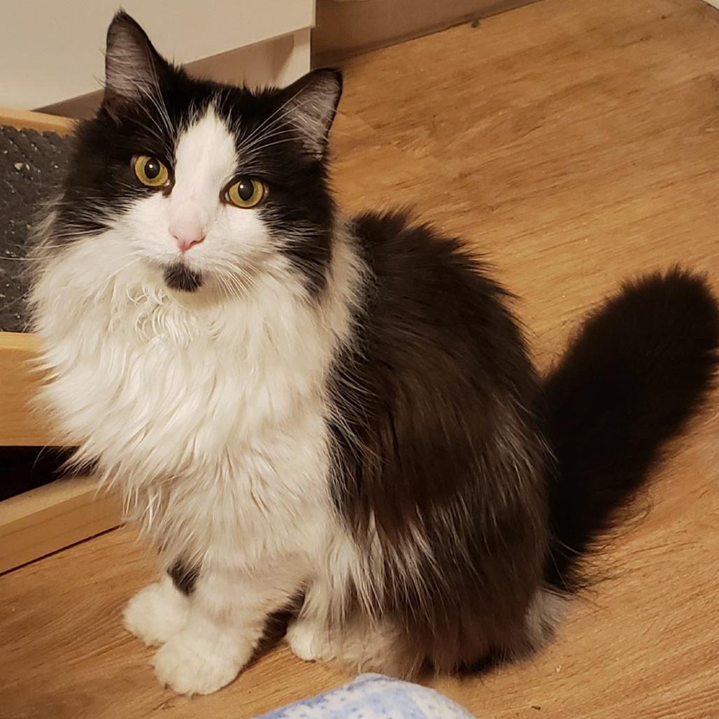 Enlarge Sylvester, a Adoptable Domestic Long Hair in Springfield, OR image 2/5