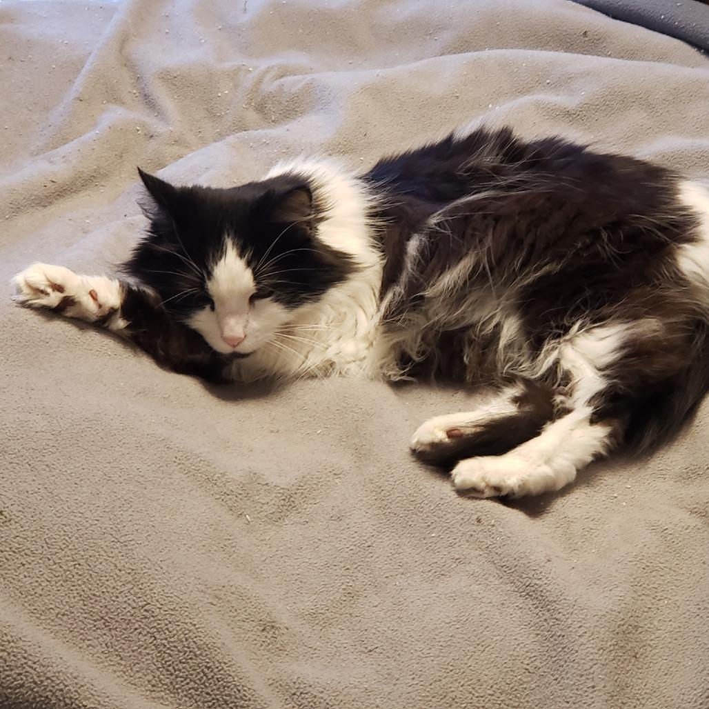 Enlarge Sylvester, a Adoptable Domestic Long Hair in Springfield, OR image 3/5