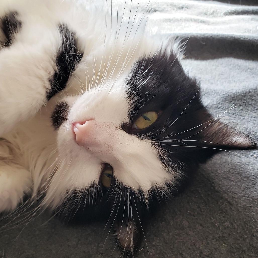 Enlarge Sylvester, a Adoptable Domestic Long Hair in Springfield, OR image 4/5