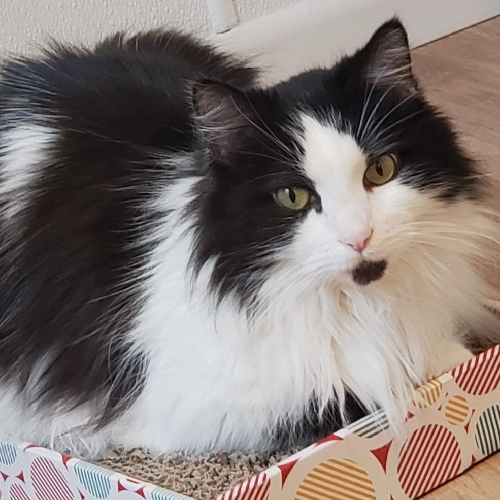 Enlarge Sylvester, a Adoptable Domestic Long Hair in Springfield, OR image 5/5