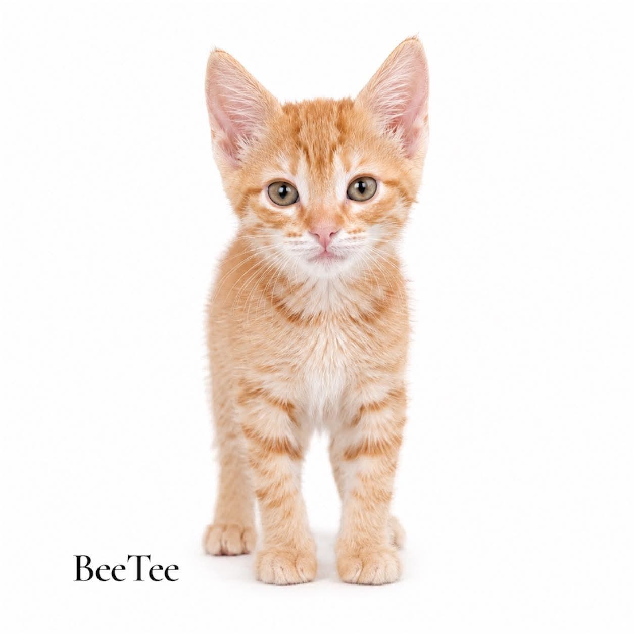 BeeTee, ADOPTABLE, Kitten Male Domestic Short Hair.