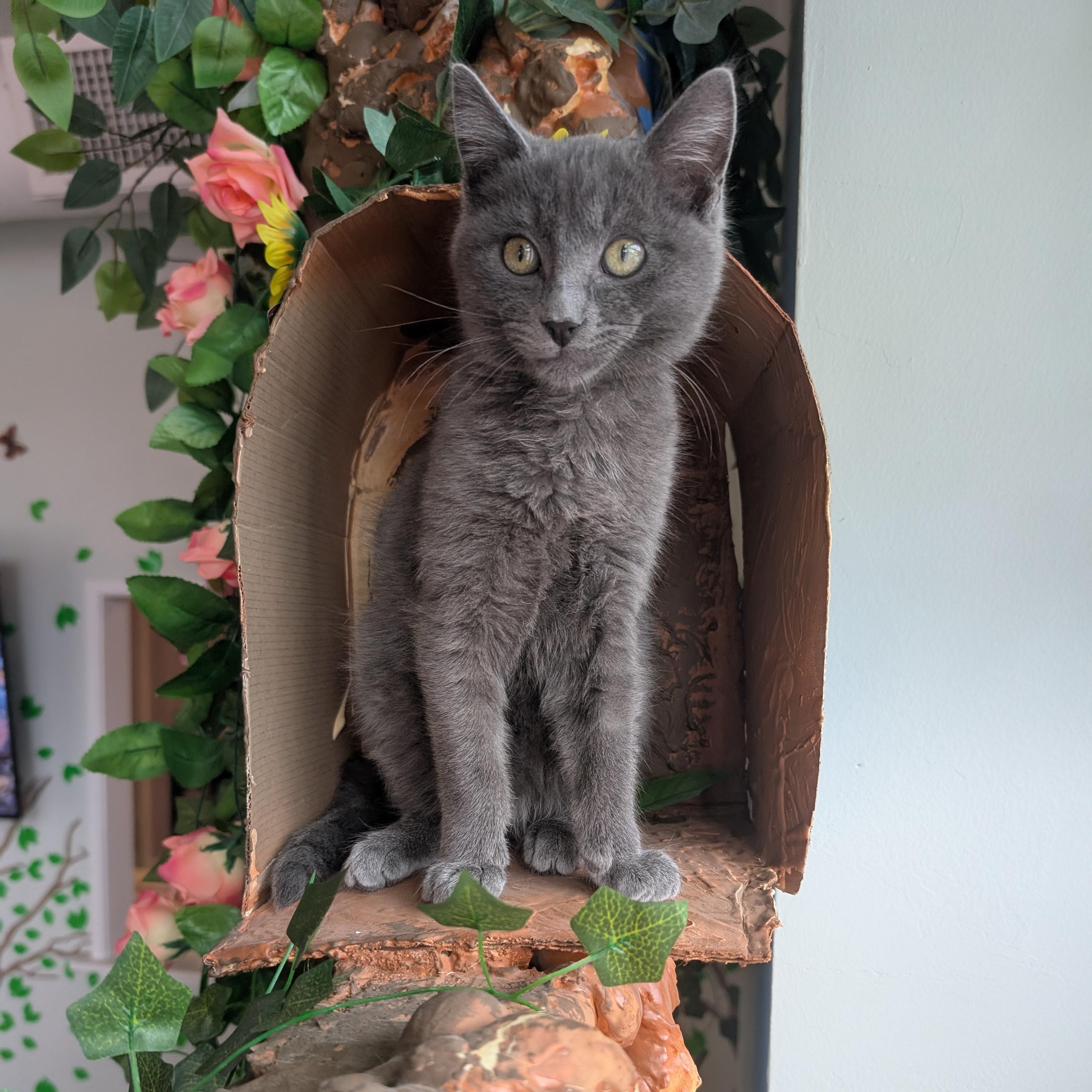 Kiwi (male kitten), Adoptable, Kitten Male Domestic Short Hair.