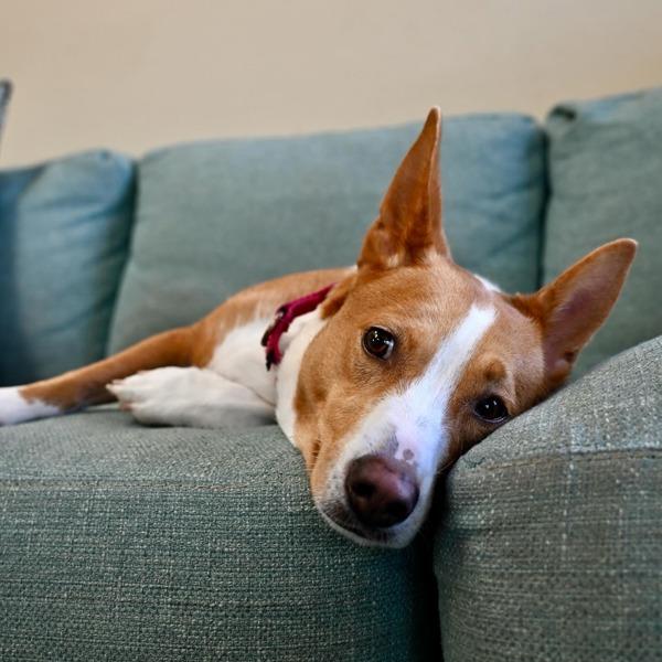 Enlarge Iggy, a Adoptable mixed breed in Escondido, CA image 1/1