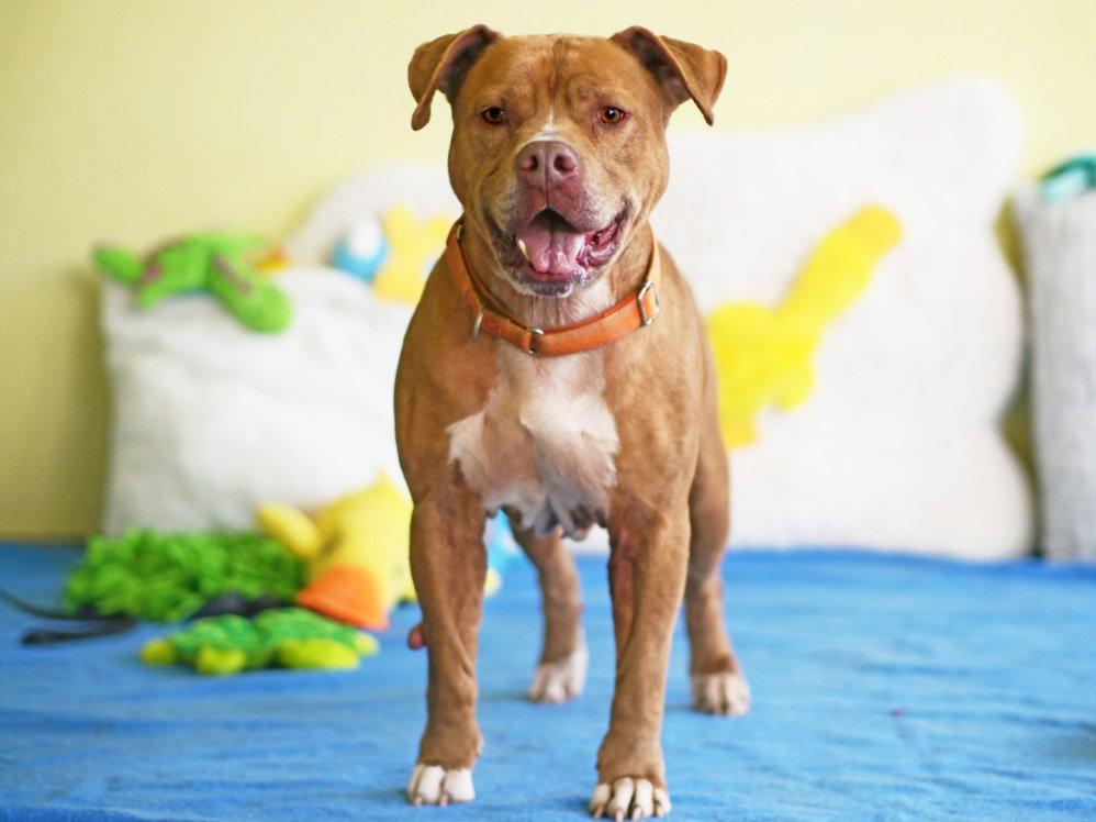 Enlarge CHANCE, a Adoptable Pit Bull Terrier in Tavares, FL image 1/1