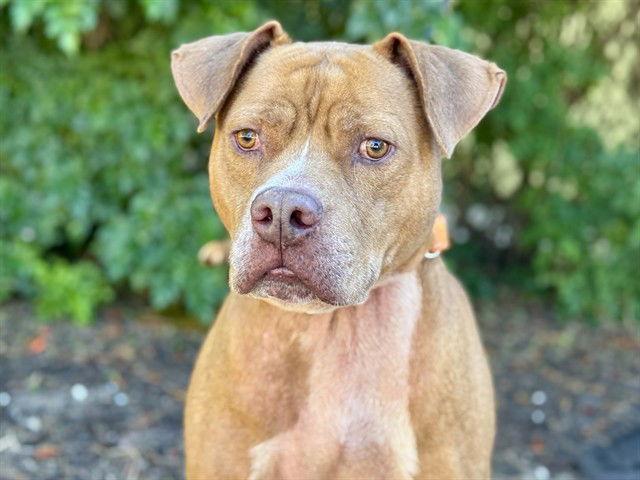 CHANCE, Adoptable, Senior Male Pit Bull Terrier.