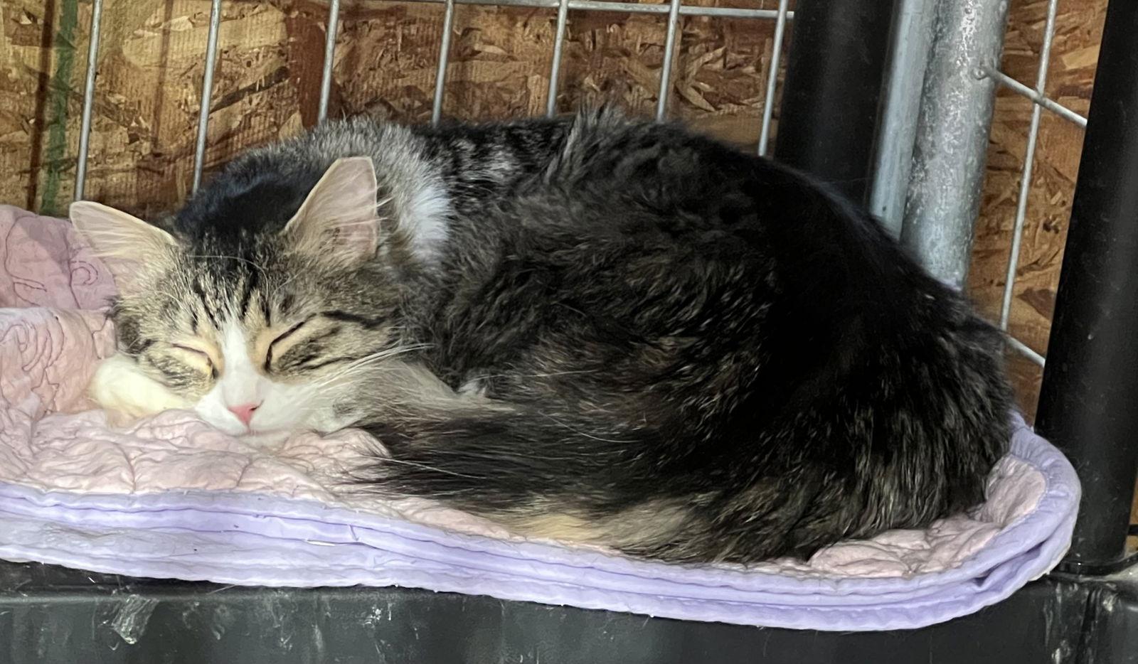 Tommy, Adoptable, Adult Male Domestic Medium Hair.