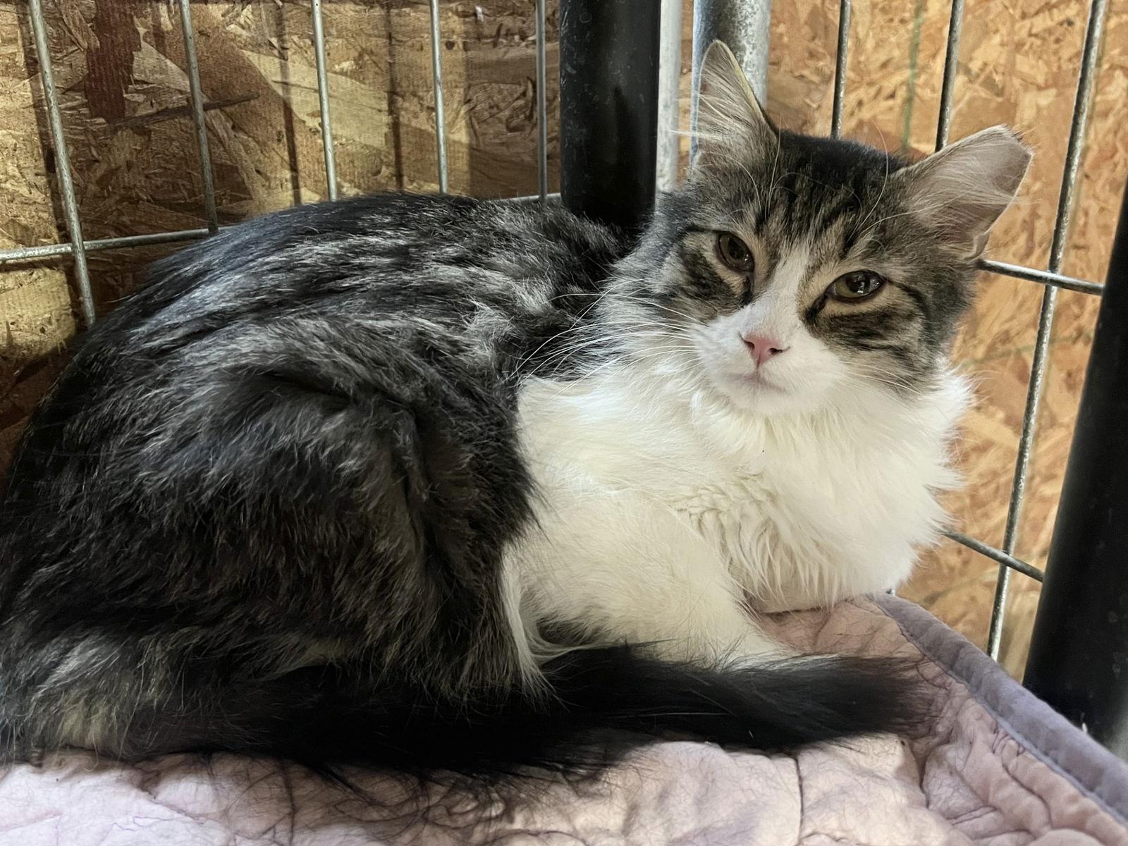 Enlarge Tommy, a Adoptable Domestic Medium Hair in Elkins, WV image 2/3