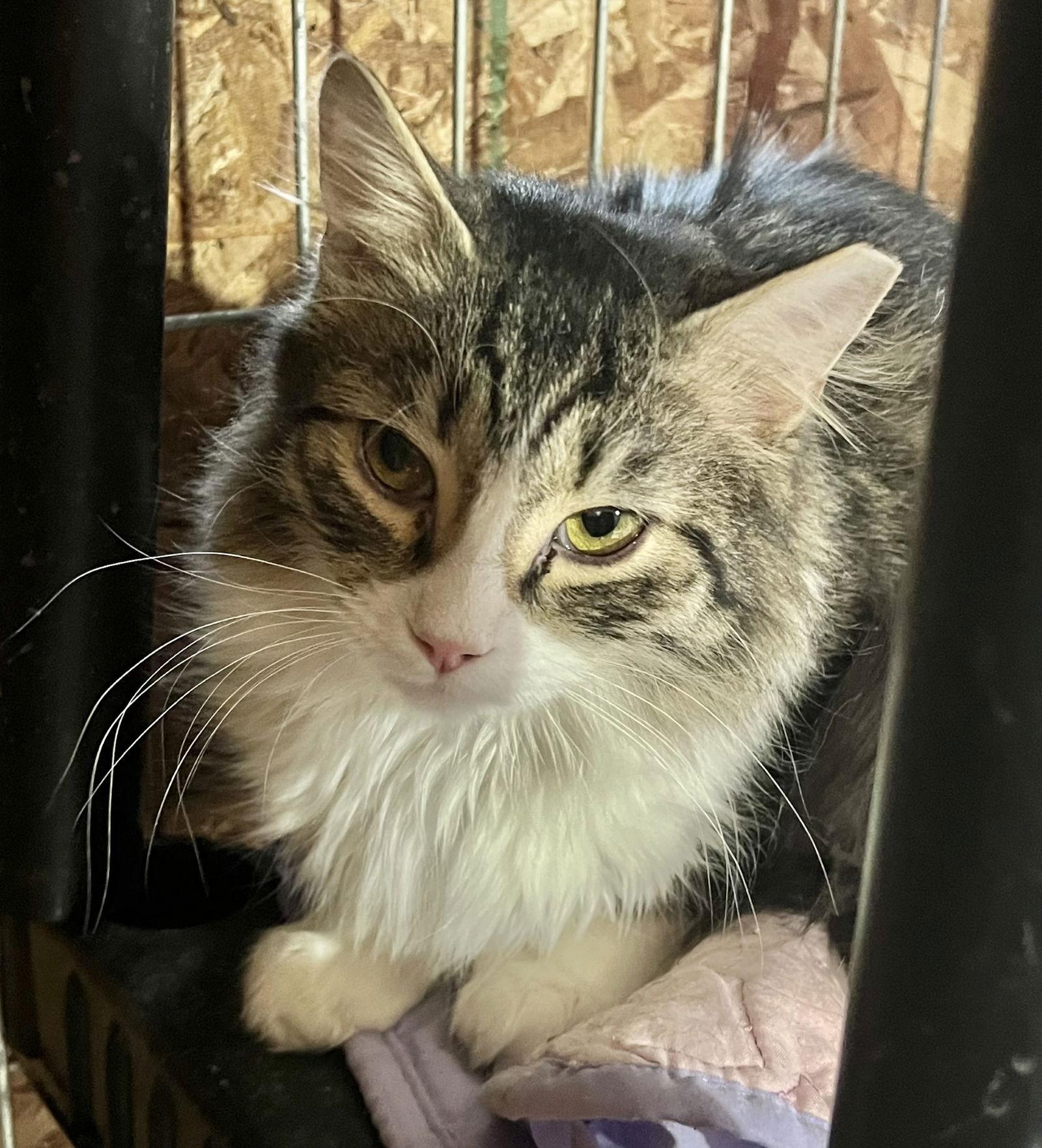 Enlarge Tommy, a Adoptable Domestic Medium Hair in Elkins, WV image 3/3