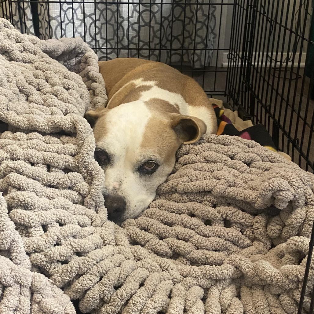 Sheba, Adoptable, Senior Female Hound & Pit Bull Terrier.