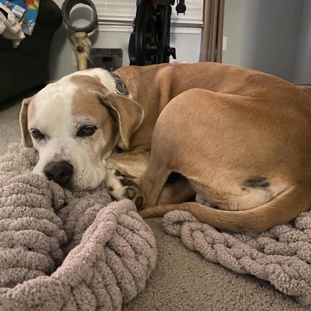 Enlarge Sheba, a Adoptable mixed breed in Reisterstown, MD image 2/5