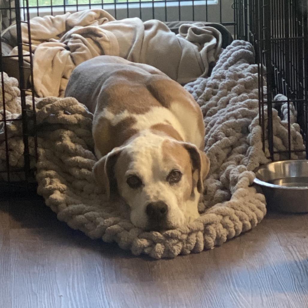 Enlarge Sheba, a Adoptable mixed breed in Reisterstown, MD image 4/5