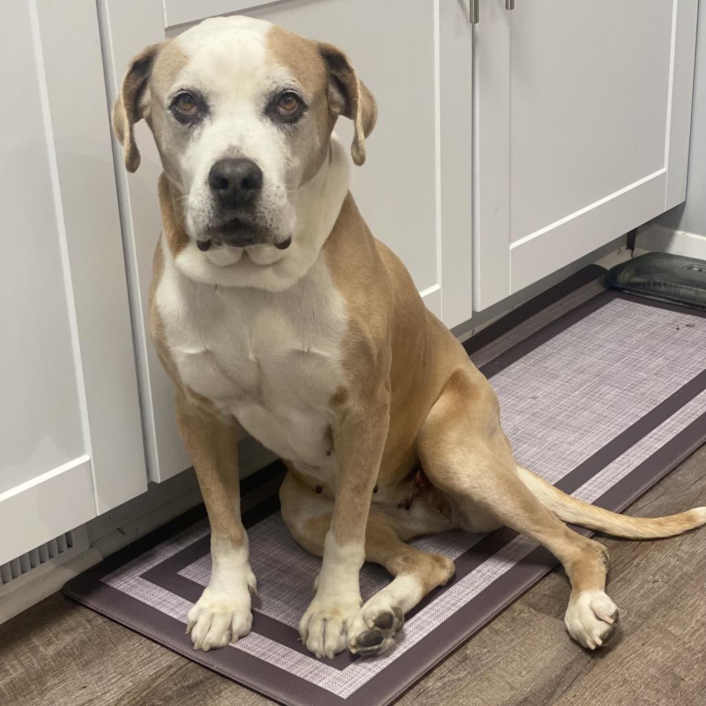 Enlarge Sheba, a Adoptable mixed breed in Reisterstown, MD image 5/5