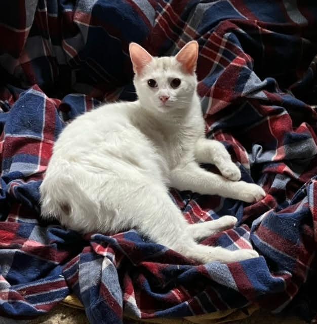 Maddie, Adopted, Adult Female Manx & Siamese.