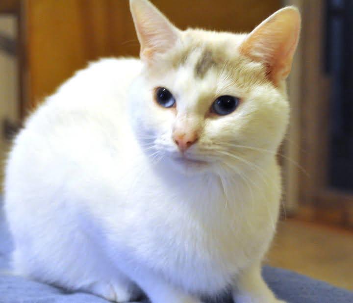 Maddie, a Adopted mixed breed in Liberty, NC image 2/3