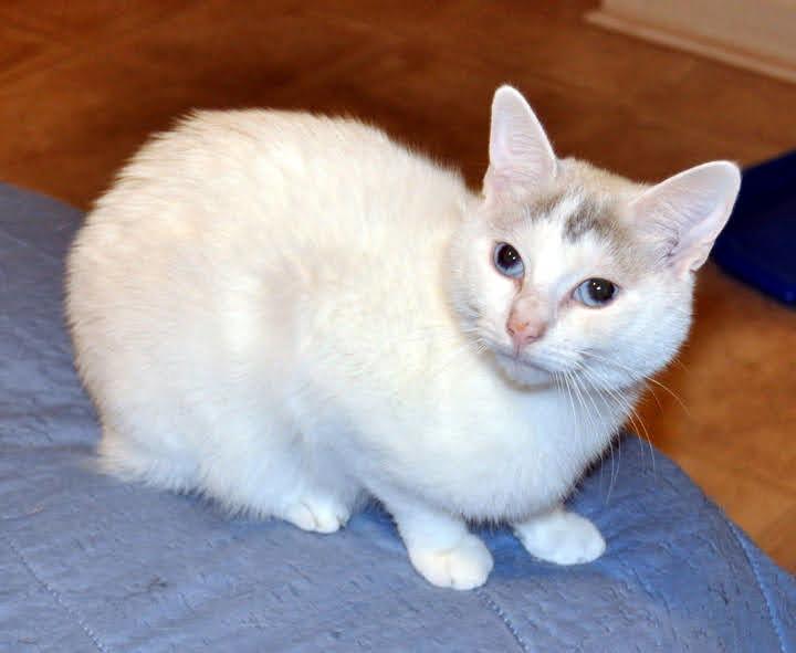 Maddie, a Adopted mixed breed in Liberty, NC image 3/3