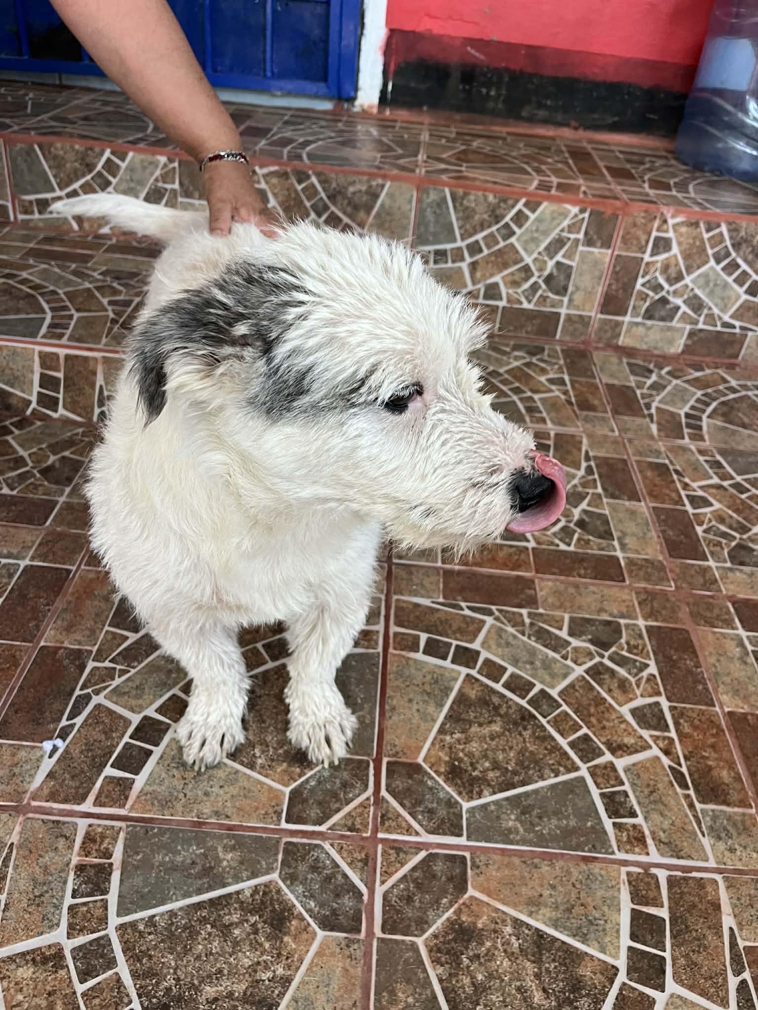 Enlarge Finn, a ADOPTABLE mixed breed in Poway, CA image 4/5