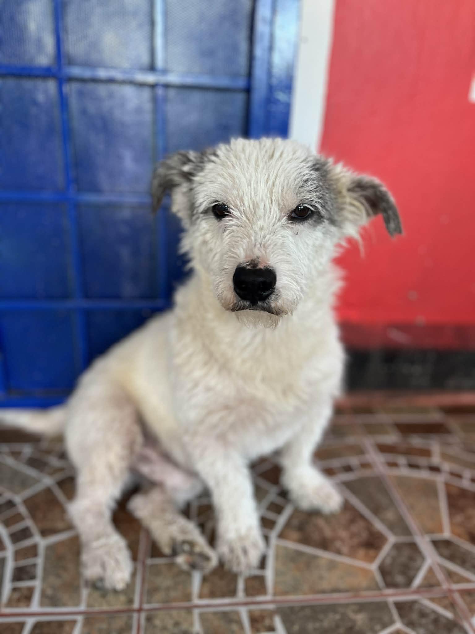 Enlarge Finn, a ADOPTABLE mixed breed in Poway, CA image 3/5