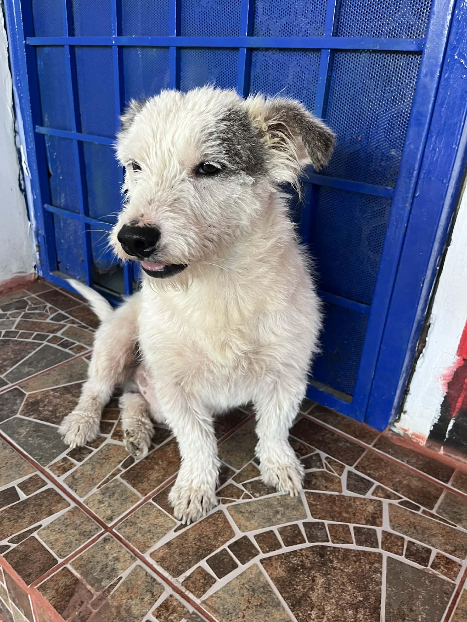 Enlarge Finn, a ADOPTABLE mixed breed in Poway, CA image 5/5