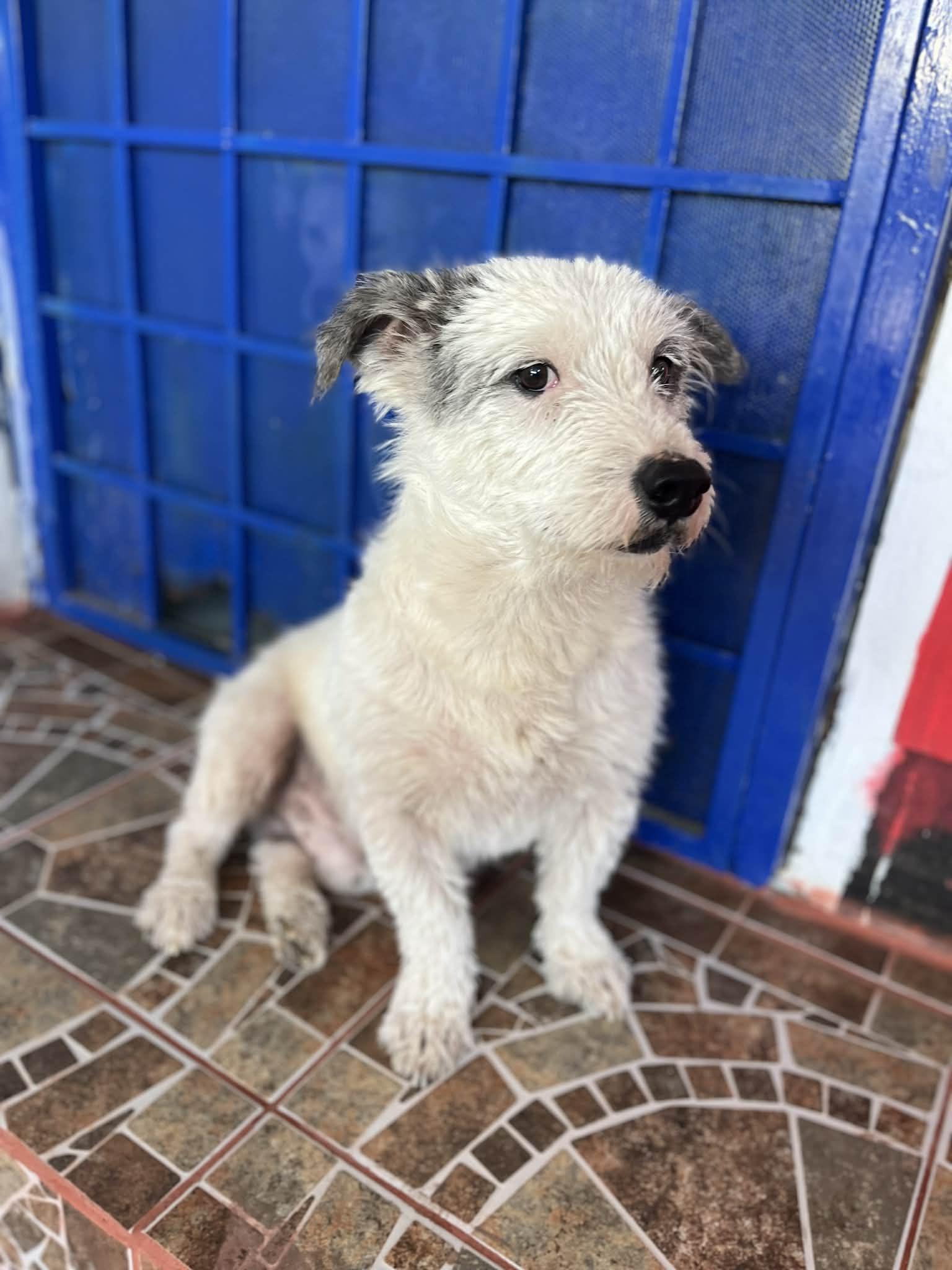 Enlarge Finn, a ADOPTABLE mixed breed in Poway, CA image 2/5