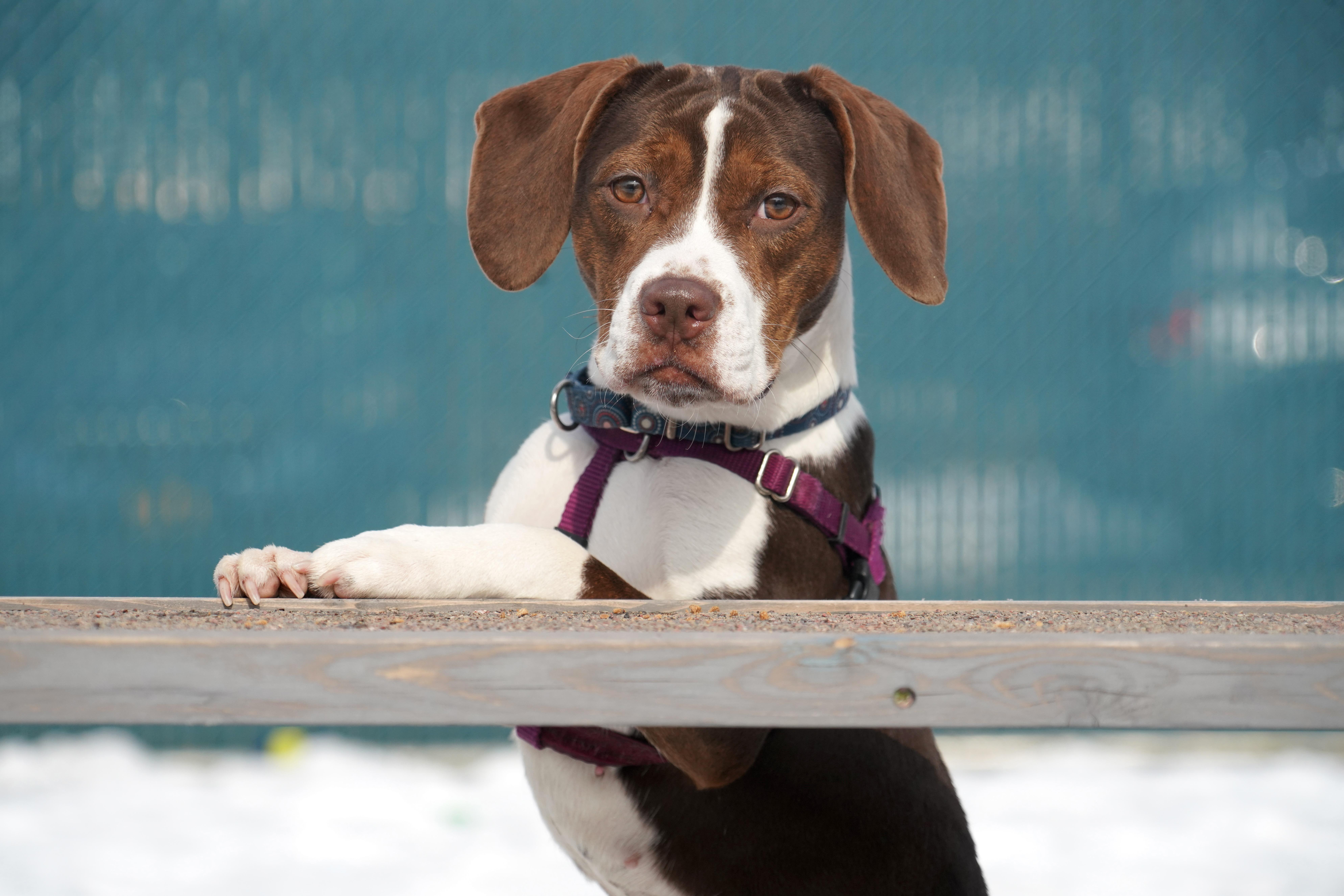 Enlarge Brooke, a ADOPTABLE mixed breed in New Rochelle, NY image 5/5