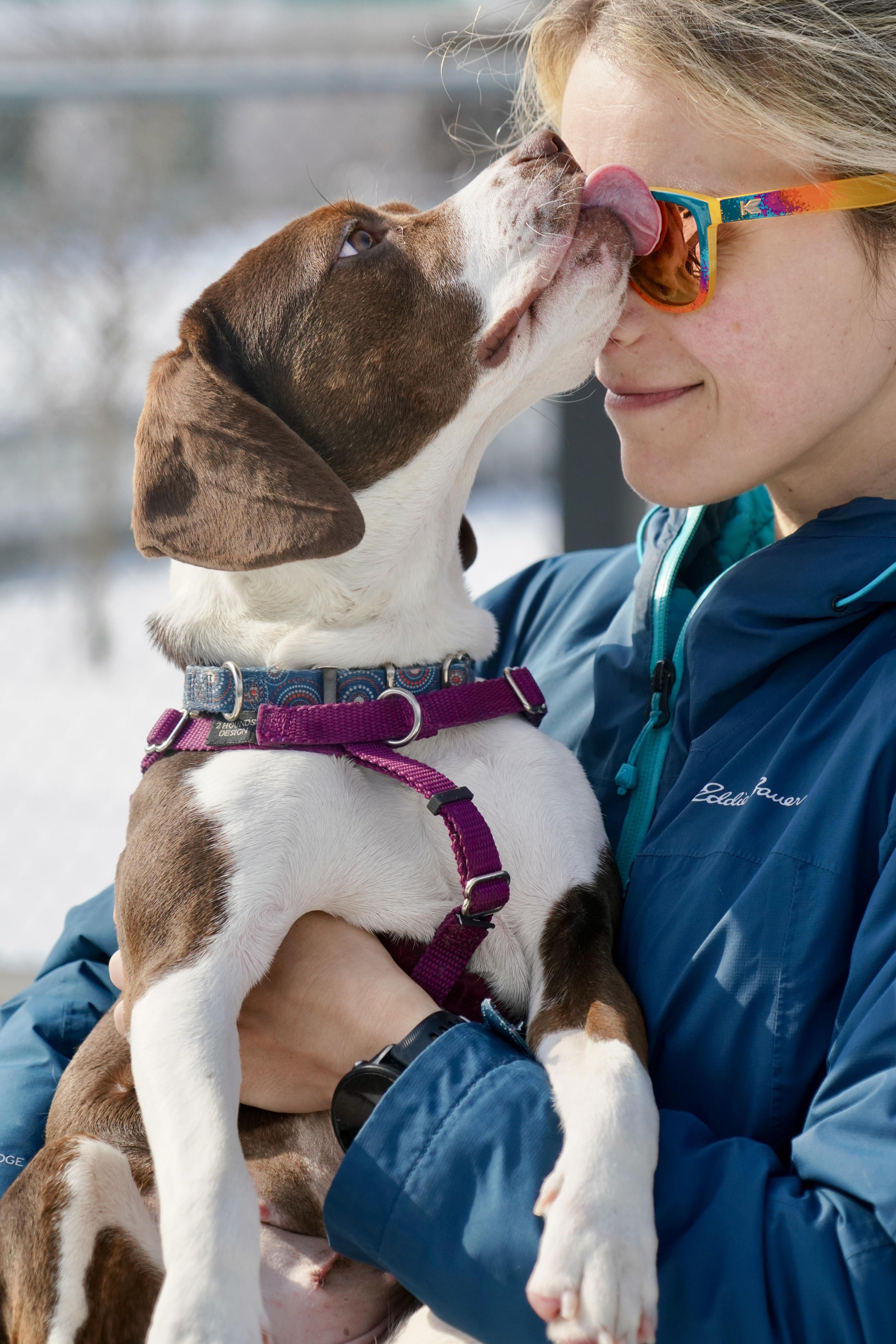 Enlarge Brooke, a ADOPTABLE mixed breed in New Rochelle, NY image 3/5