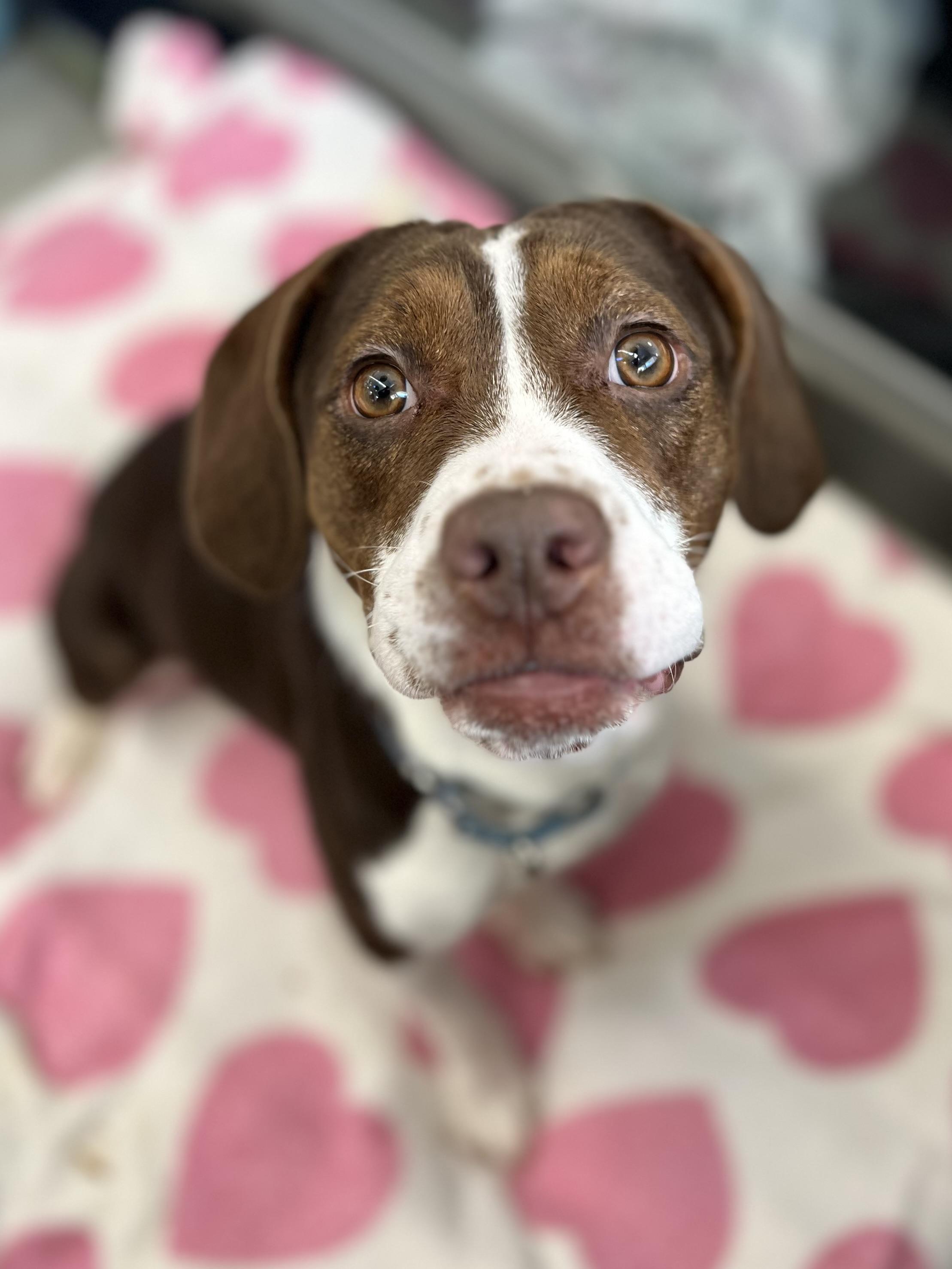 Enlarge Brooke, a ADOPTABLE mixed breed in New Rochelle, NY image 2/5