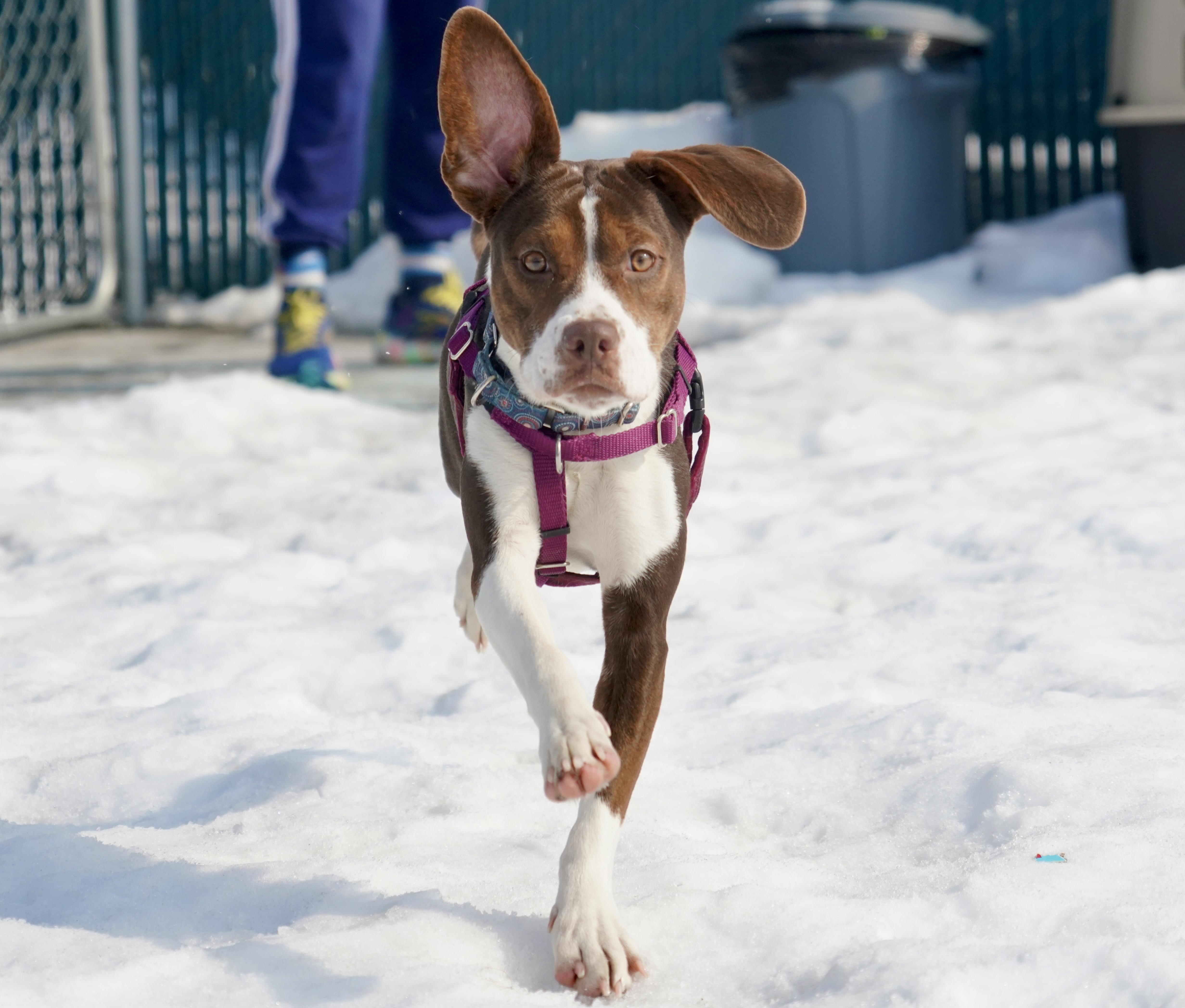 Enlarge Brooke, a ADOPTABLE mixed breed in New Rochelle, NY image 1/5