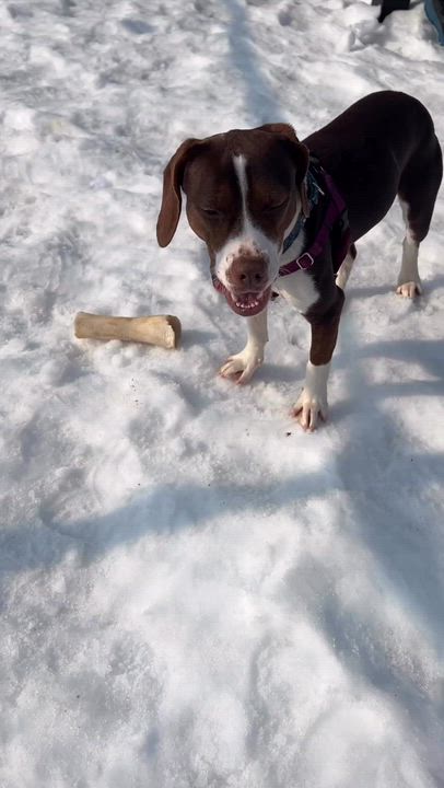 Enlarge Brooke, a ADOPTABLE mixed breed in New Rochelle, NY video 4/5