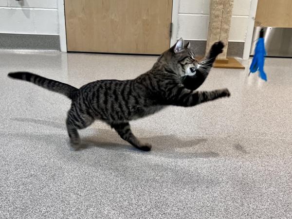 Ollie, Adoptable, Young Male Domestic Short Hair.