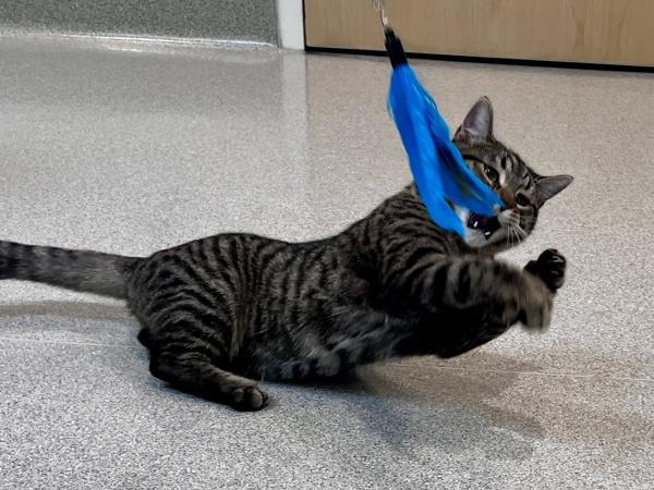 Enlarge Ollie, a Adoptable mixed breed in Portland, OR image 2/6