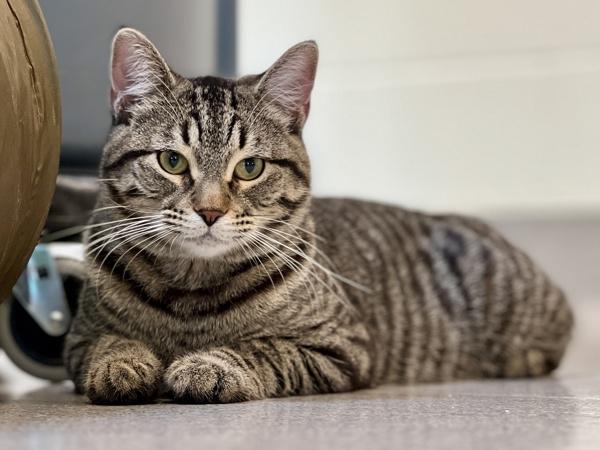 Enlarge Ollie, a Adoptable mixed breed in Portland, OR image 3/6