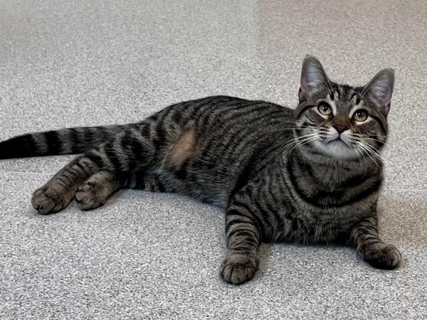 Enlarge Ollie, a Adoptable mixed breed in Portland, OR image 4/6