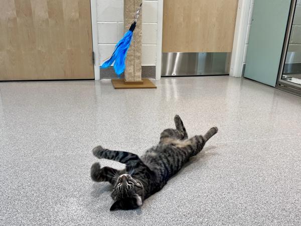 Enlarge Ollie, a Adoptable mixed breed in Portland, OR image 5/6