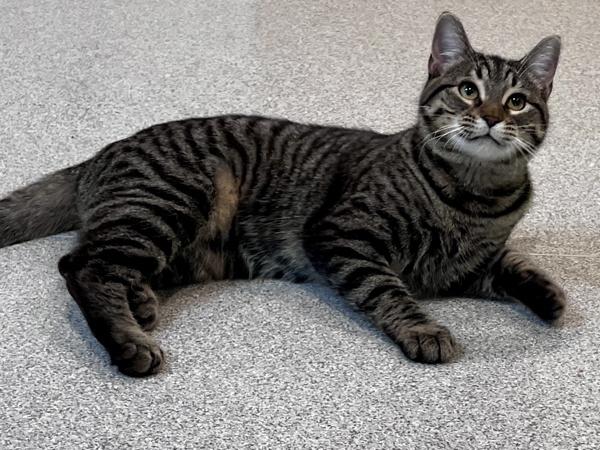 Enlarge Ollie, a Adoptable mixed breed in Portland, OR image 6/6